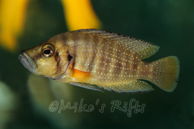 Buy+lake+tanganyika+cichlids+for+sale