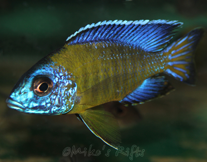 Yellow+tanganyika+cichlids