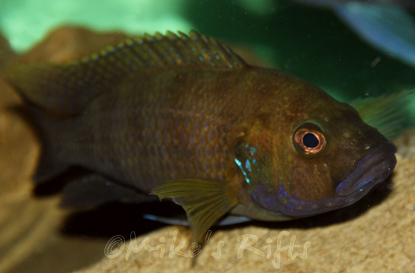 Buy+lake+tanganyika+cichlids+for+sale