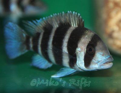 Buy+lake+tanganyika+cichlids+for+sale