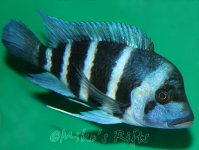 Buy+lake+tanganyika+cichlids+for+sale