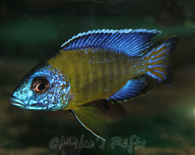 Aulonocara stuartgranti Blue Neon Hai Reef
