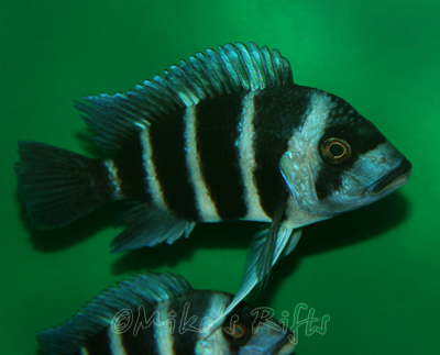 Tanganyikan Cichlids for sale at Mikes Rifts