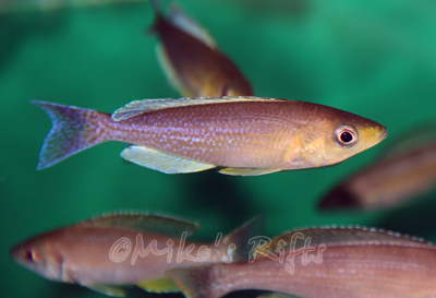 Cyprichromis leptosoma kigoma Cape Kabogo