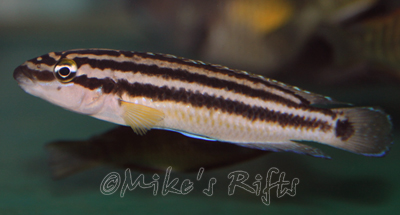 Julidochromis ornatus Kasakalwe